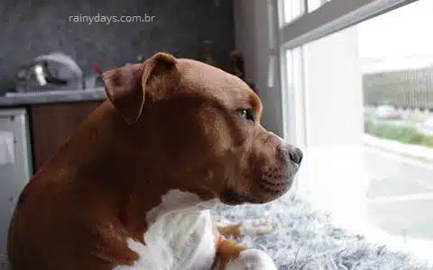 pitbull adulto olhando pela janela