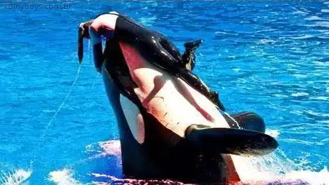 Baleia atacando treinador do Sea World