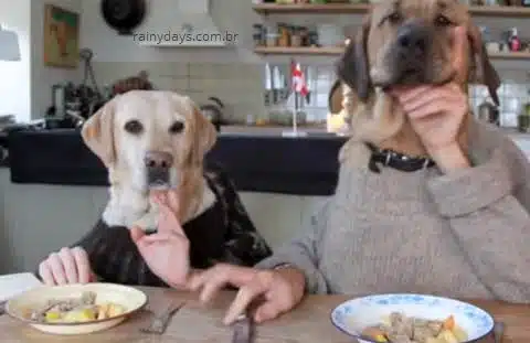 Dois cachorros jantando com garfo e faca, vídeo