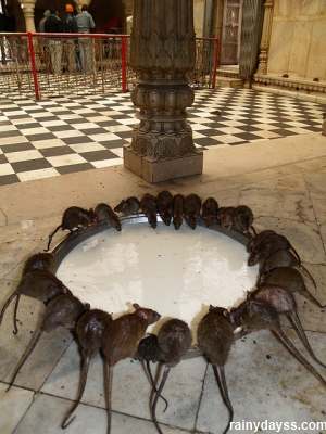 Ratos Sagrados no Templo de Karni Mata  2