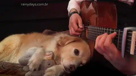 Golden Retriever adora escutar violão (Vídeo)