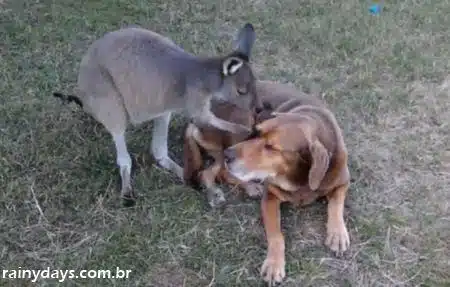 Cachorro e Canguru Trocando Carinhos (Vídeo)