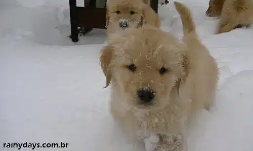 Filhotes de Golden Retriever Brincando na Neve