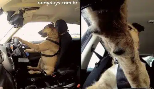 Porter o Primeiro Cachorro a Dirigir um Carro