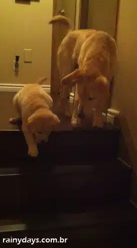 Cachorro Ensina Filhote a Descer Escada