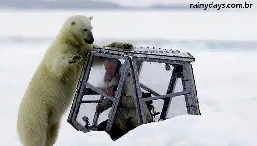 Repórter da BBC Encontra um Urso Polar de Pertinho 2