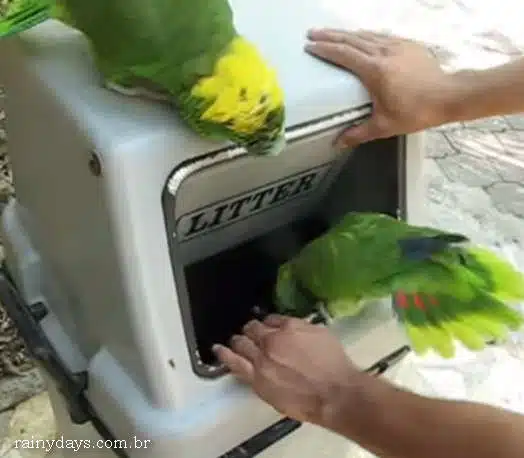 Dois Papagaios Que Fazem Som de Mulher Rindo