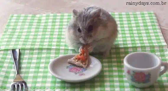 Hamster Pequenininho Comendo Pizza