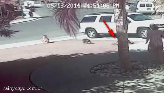 Menino de 4 Anos é Salvo de Ataque de Cachorro por um Gato