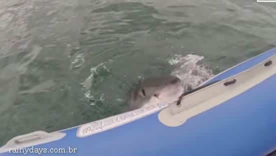 Tubarão Branco de 3.65 m Morde Bote com Turistas