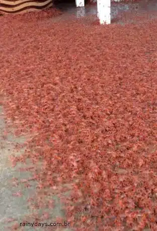 Milhões de minúsculos caranguejos vermelhos migrando