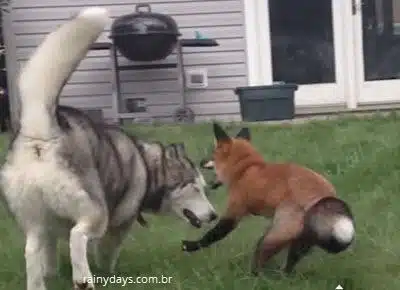 Husky Siberiano Brinca com Amiga Raposa
