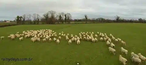 Drone conduzindo ovelhas na Irlanda, vídeo