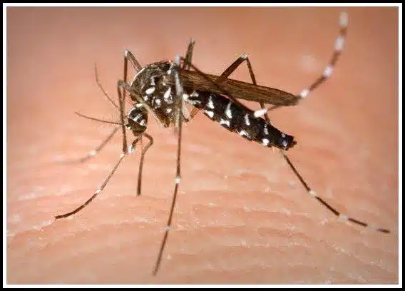Sintomas do vírus da Zika