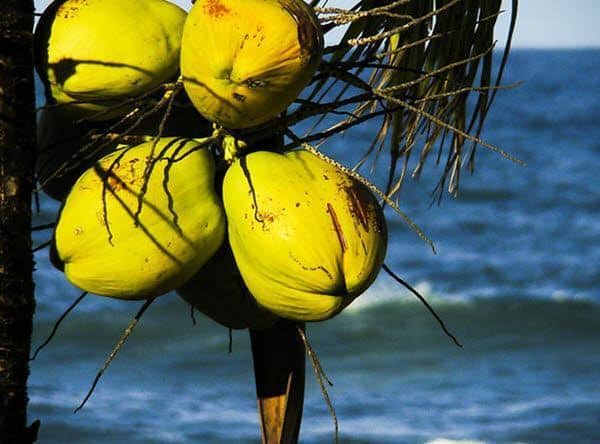 Os benefícios da água de coco para a saúde