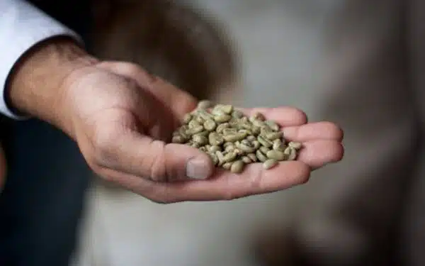 Benefícios do café verde para emagrecer
