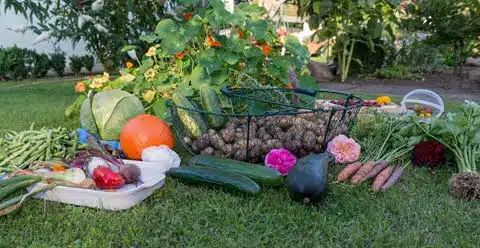 Verduras e legumes da estação verão