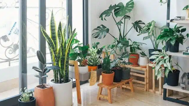 Plantas dentro de casa fazem bem à saúde