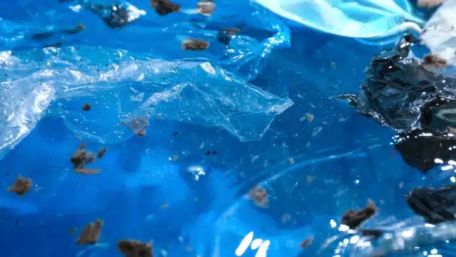 Lixo plástico dentro dos pássaros do oceano