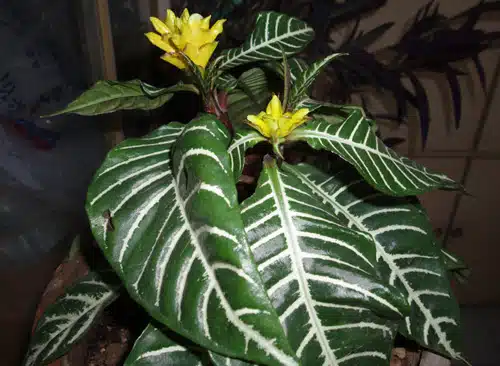 Como cuidar de afelandra, Aphelandra squarrosa