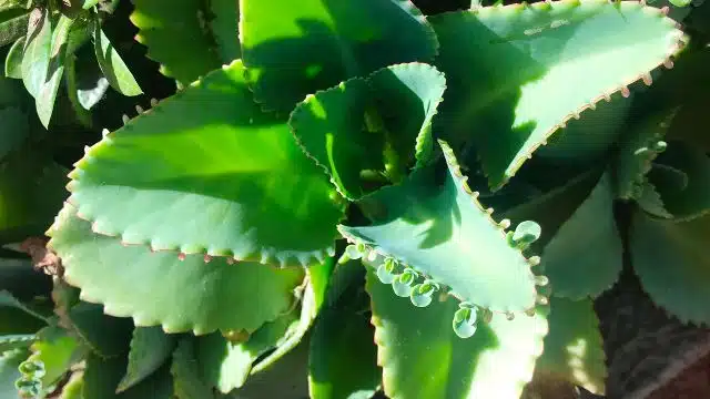 Como cuidar de aranto, mãe de milhares, kalanchoe daigremontiana