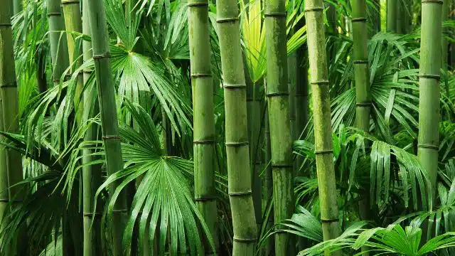 Como cuidar de Bambu de Jardim, Bambusa textilis gracilis