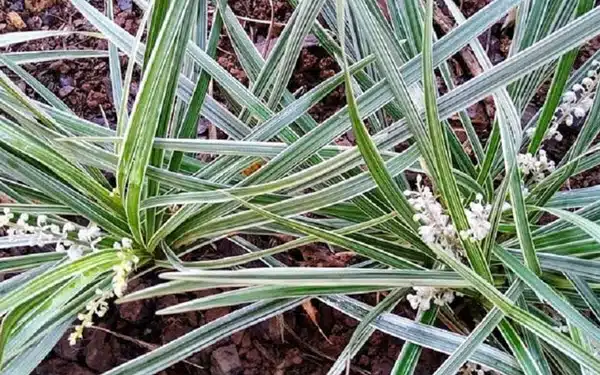 Como cuidar de barba-de-serpente, Ophiopogon jaburan