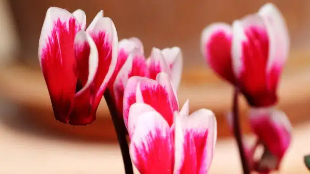 Como cuidar de Cyclamen persicum ou ciclame