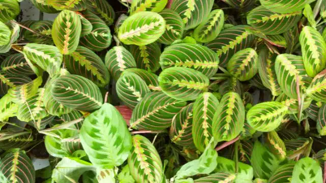 Como cuidar da maranta zebrina, , Calathea zebrina