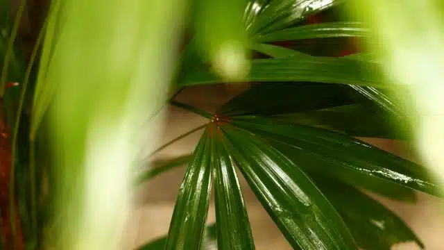 Como cuidar de palmeira ráfia, Rhapis excelsa