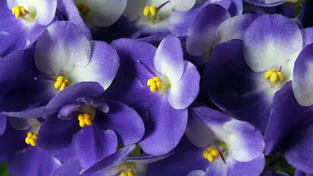 Como cuidar de violeta africana, regar, florir