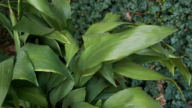 Como cuidar da aspidistra em vaso