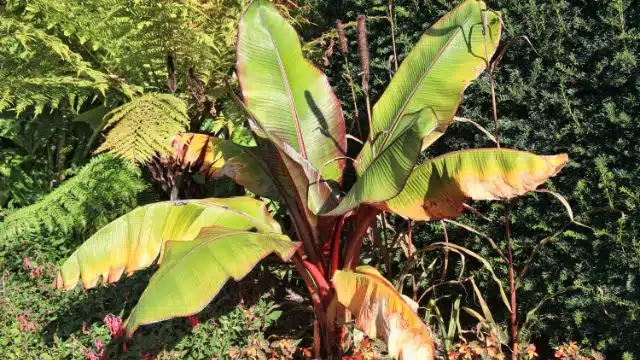 Como cuidar de bananeira ornamental