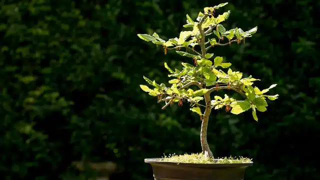 Como cuidar de Bonsai, rega, poda e adubação