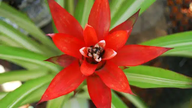 Como cuidar de bromélia Guzmania lingulata