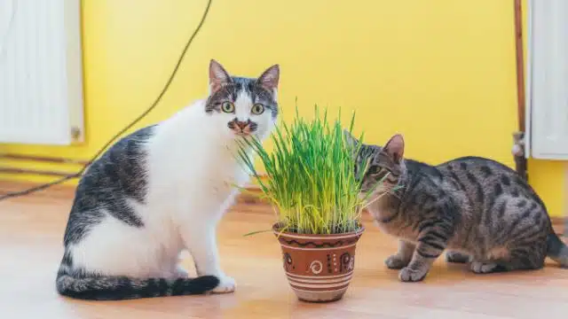 Como cuidar de Catnip a Erva do Gato