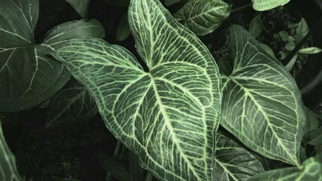 Como cuidar de singônio, Syngonium podophyllum