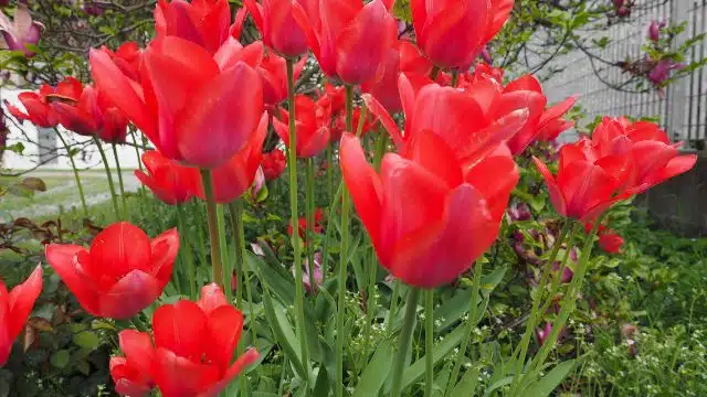 Como cuidar de tulipas