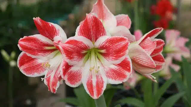 Como cuidar de Amaryllis