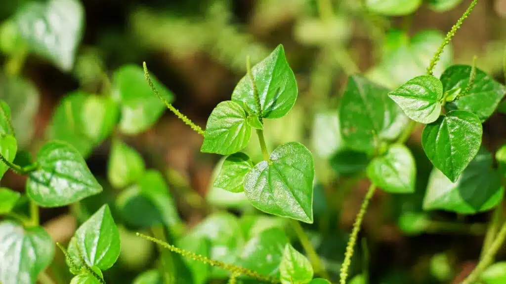 Dicas para cuidar de Peperomia rotundifolia