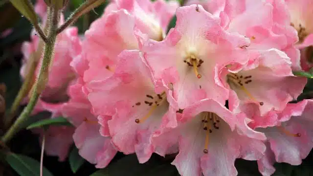 Como cuidar de azaleia rododendros