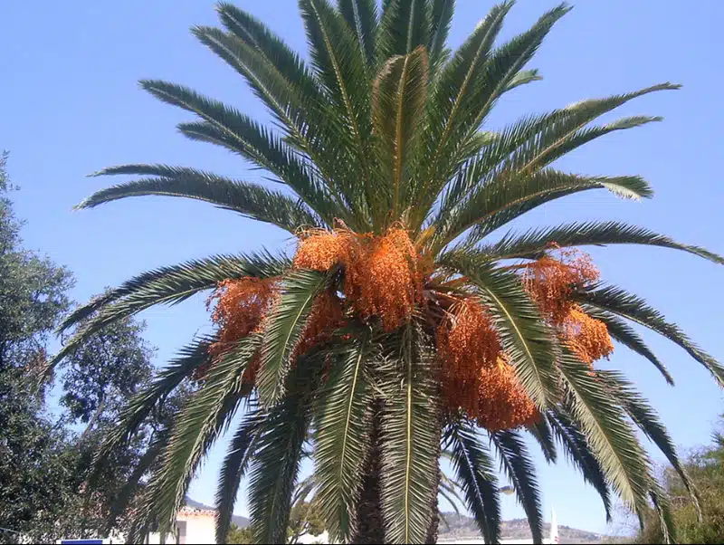 Como cuidar da palmeira-das-canárias, Phoenix canariensis