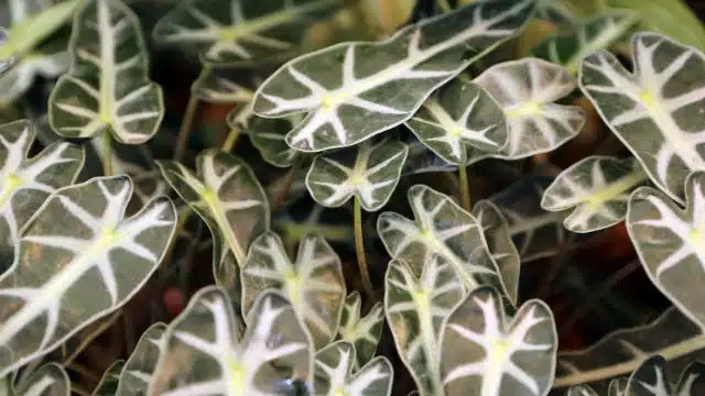 Como cuidar de Alocasia amazonica ou alocásia polly