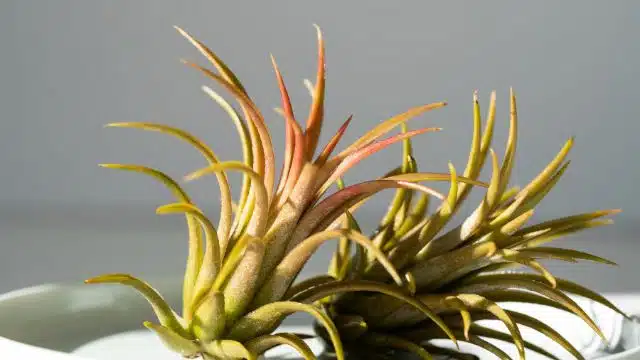 Como cuidar de Tillandsia cabeça de medusa