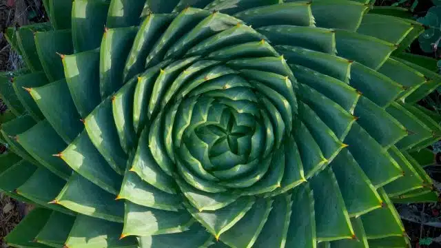 Como cuidar de babosa-espiral, Aloe polyphylla