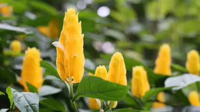 Como cuidar de camarão amarelo, Pachystachys Lutea