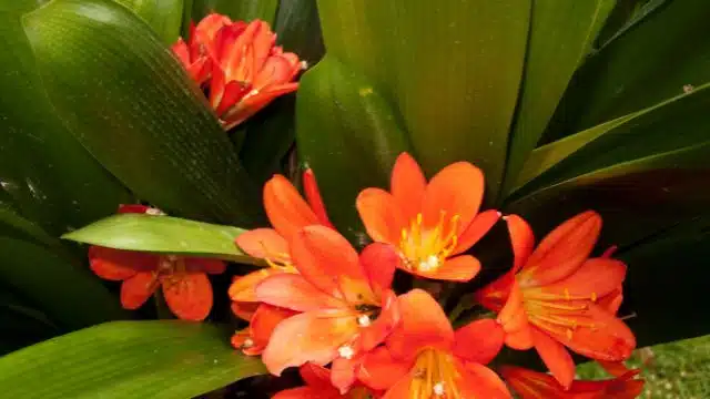 Como cuidar de Clivia miniata