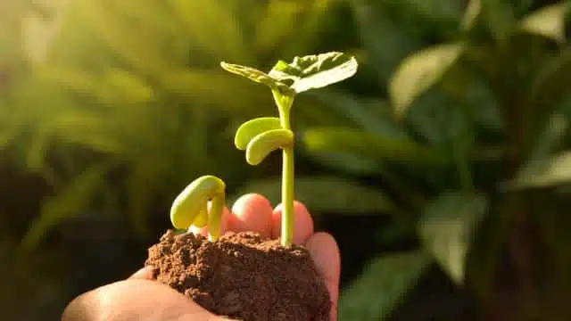 Cuidar das plantas durante o verão