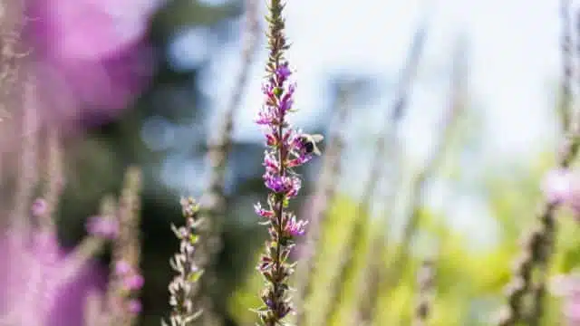 Cuidar das plantas durante o verão