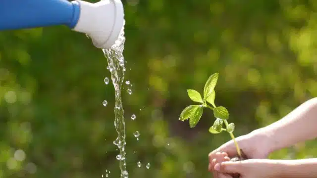 Como cuidar das plantas no verão